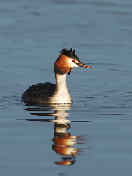 Silkkiuikku, Great Crested Grebe, Podiceps cristatus